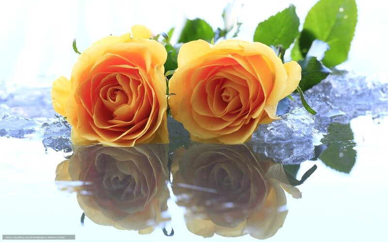 Two Yellow Roses — Calm, Photograph, Ice, Leaves, Reflection
