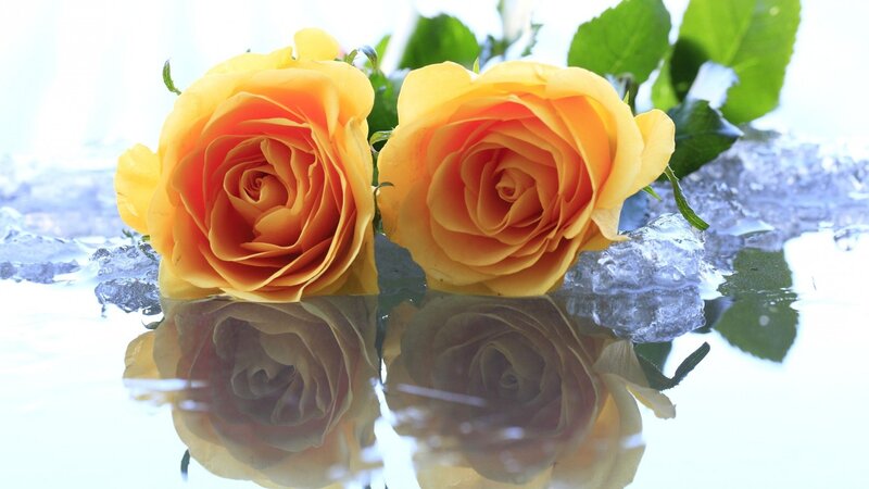 Two Yellow Roses — Calm, Photograph, Ice, Leaves