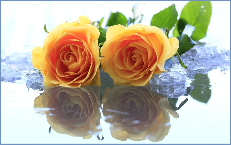 Two Yellow Roses — Calm, Photograph, Ice