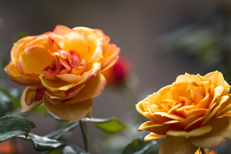 Two Yellow Roses — Calm, Photograph, Leaves, Flower