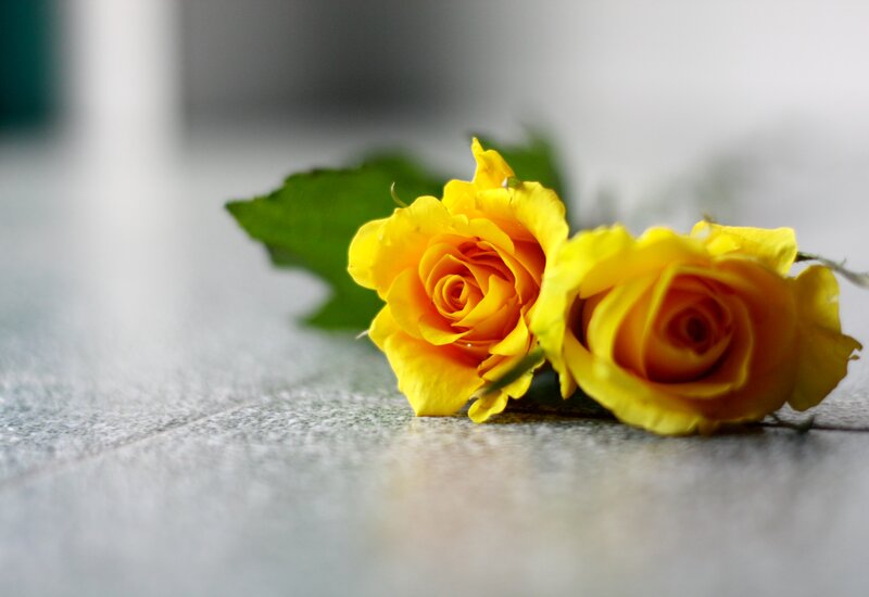 Two Yellow Roses — Calm, Photograph, Leaves