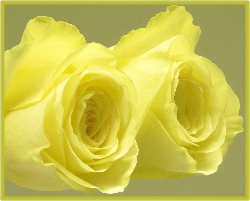 Two Yellow Roses — Calm, Photograph