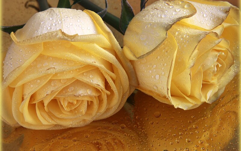 Two Yellow Roses — Calm, Photograph, Water Droplets