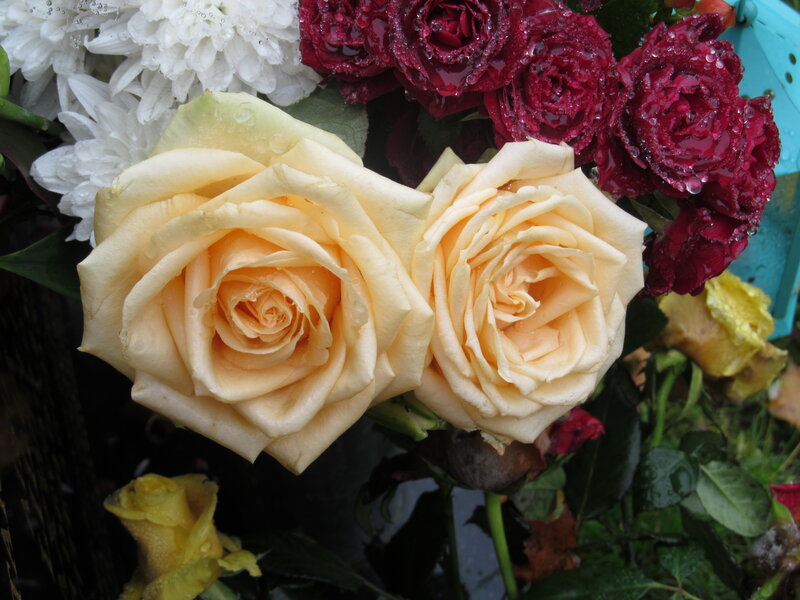Two Yellow Roses — Calm, Photograph, White Chrysanthemums