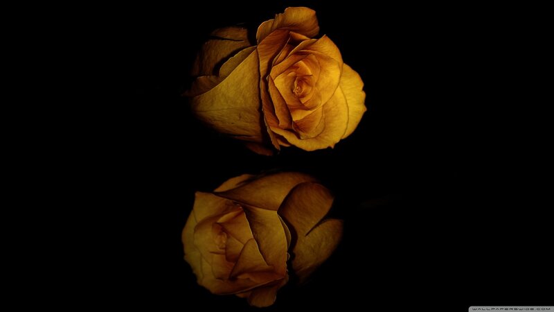 Two Yellow Roses — Dramatic, Photograph, Black Background