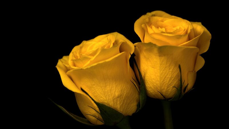 Two Yellow Roses — Dramatic, Photograph, Petals, Stems
