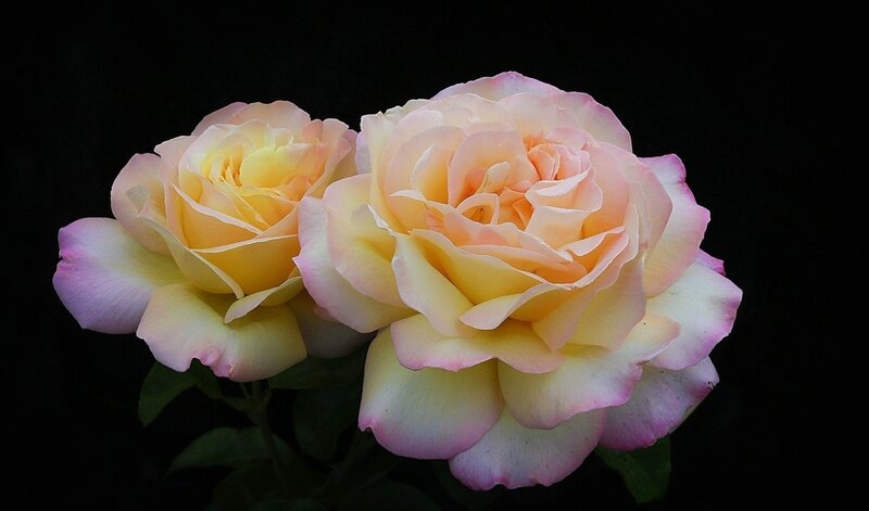 Two Yellow Roses — Dramatic, Photograph, Petals
