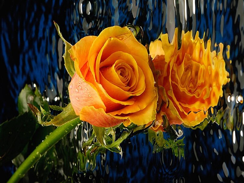 Two Yellow Roses — Dramatic