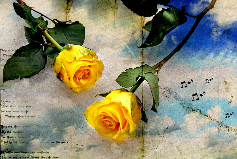 Two Yellow Roses — Dreamy