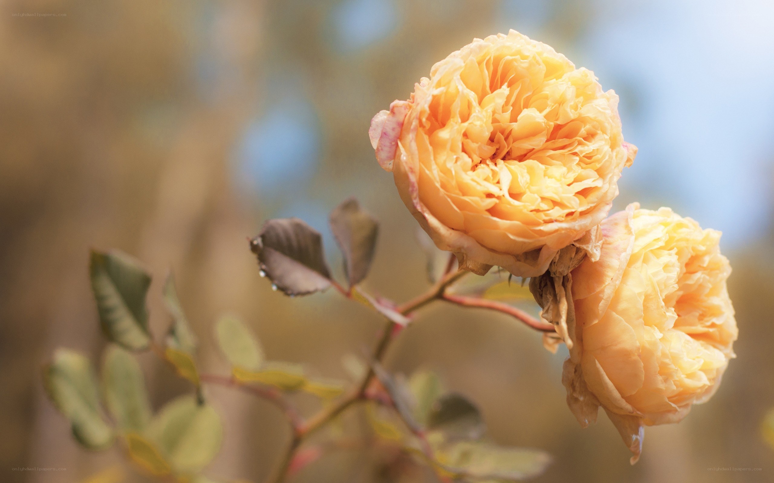 Two yellow roses in bloom