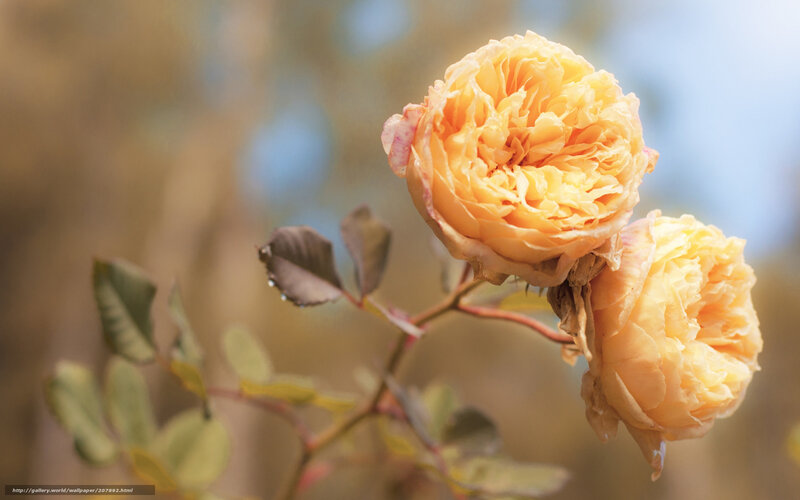 Two yellow roses in bloom