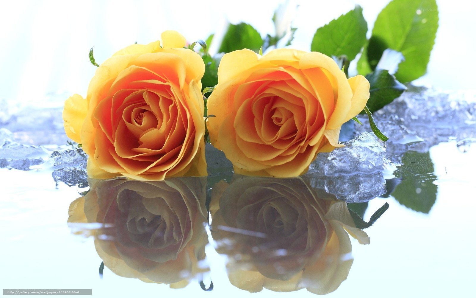 Two yellow roses on ice