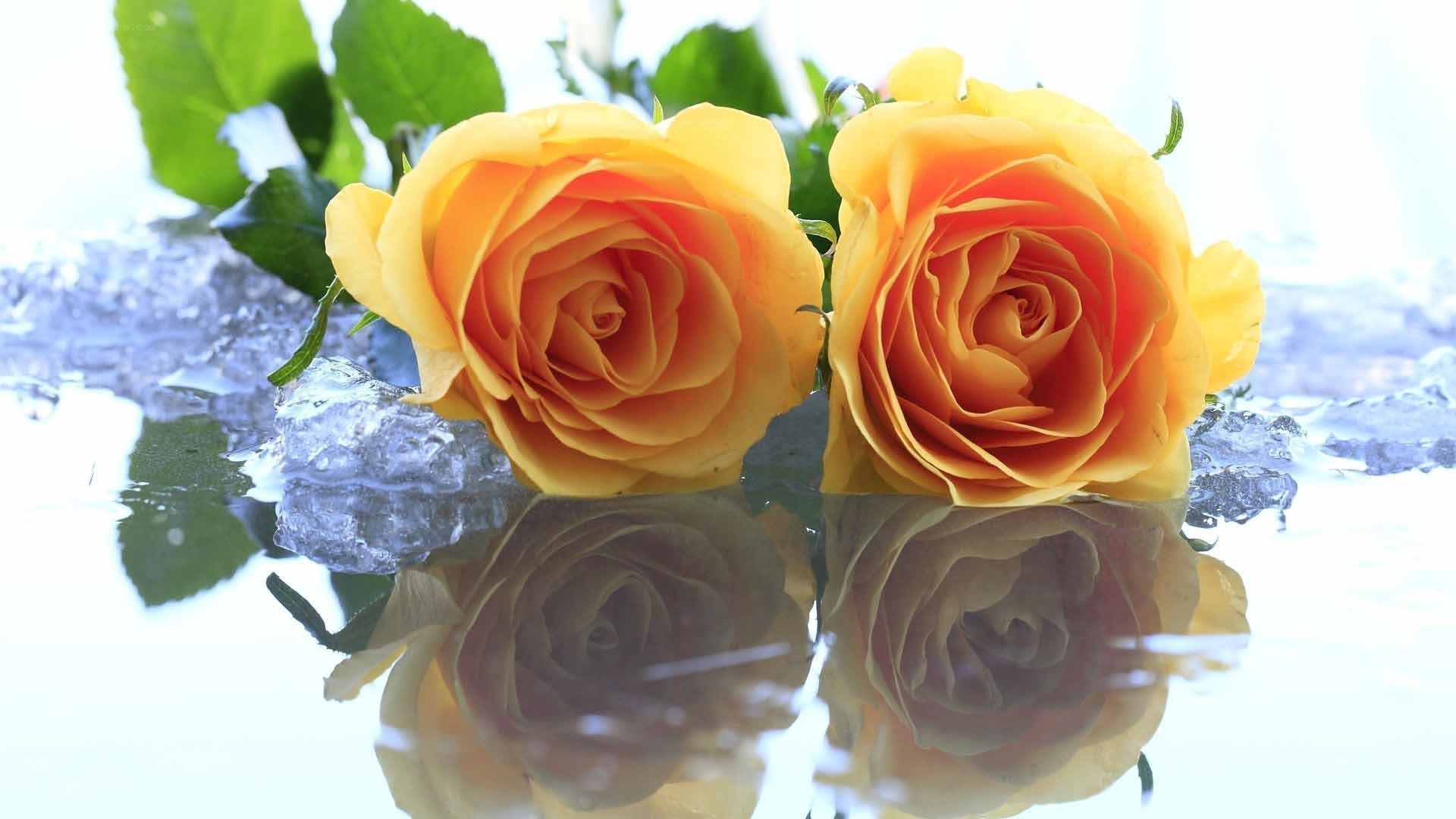 Two yellow roses on ice