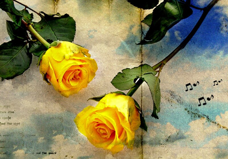 Two Yellow Roses — Romantic