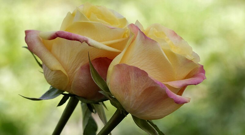 Two Yellow Roses — Serene, Afternoon, Photograph, Green Leaves