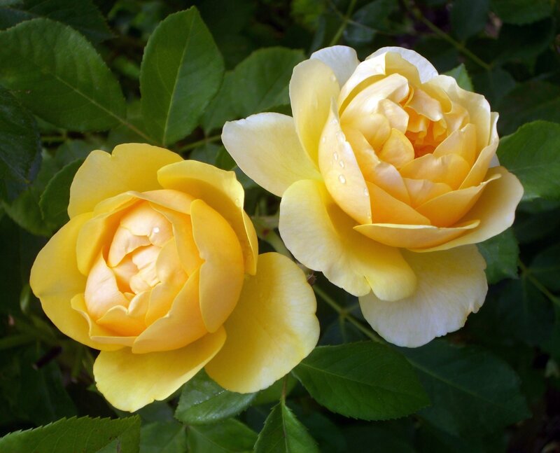 Two Yellow Roses — Serene, Afternoon, Photograph