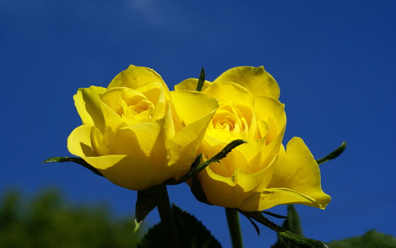 Two Yellow Roses — Serene, Afternoon
