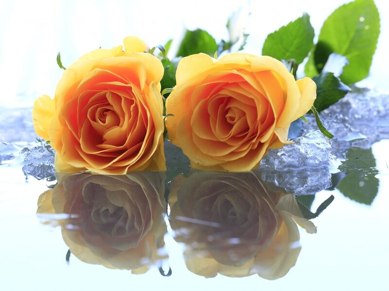 Two Yellow Roses — Serene, Photograph, Ice, Leaves