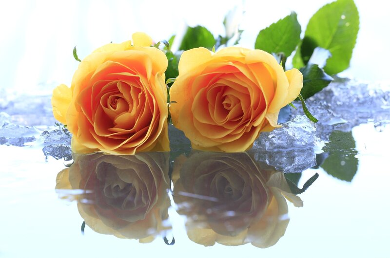 Two Yellow Roses — Serene, Photograph, Ice