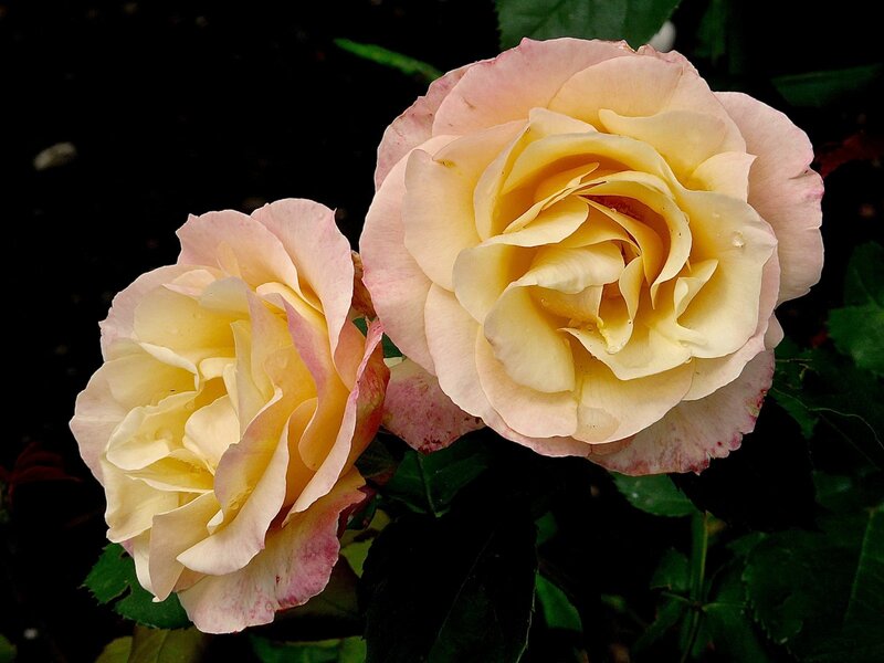 Two Yellow Roses — Serene, Photograph, Leaves, Petals