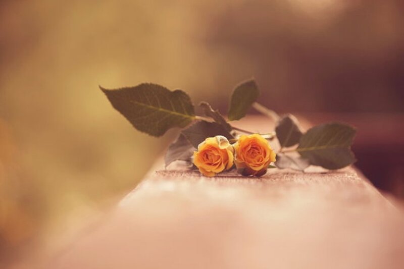 Two Yellow Roses — Serene, Photograph, Leaves