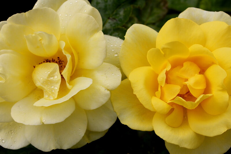 Two Yellow Roses — Serene, Photograph, Petals