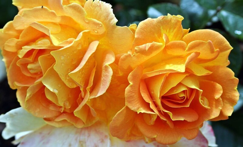 Two Yellow Roses — Serene, Photograph, Petals, Water Droplets