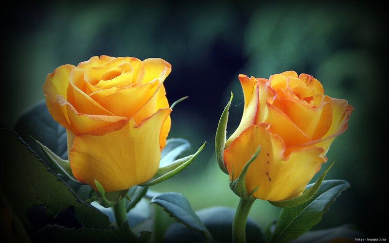 Two Yellow Roses — Serene, Photograph