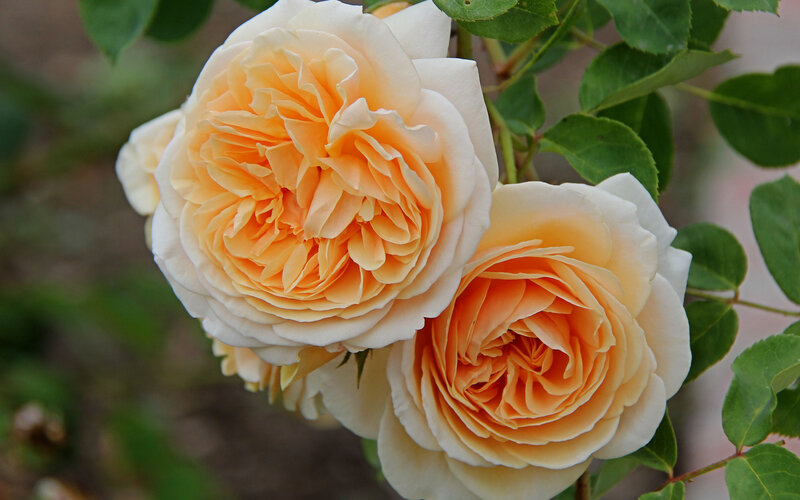 Two Yellow Roses — Serene, Spring