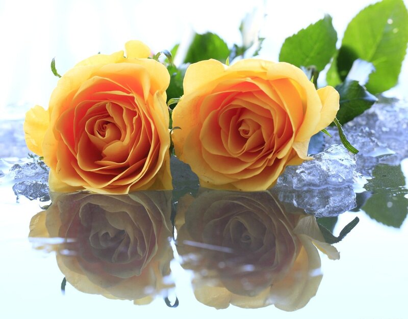Two Yellow Roses — Serene