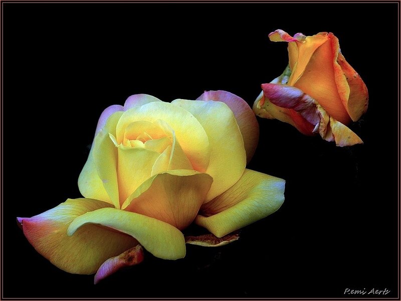 Two Yellow Roses