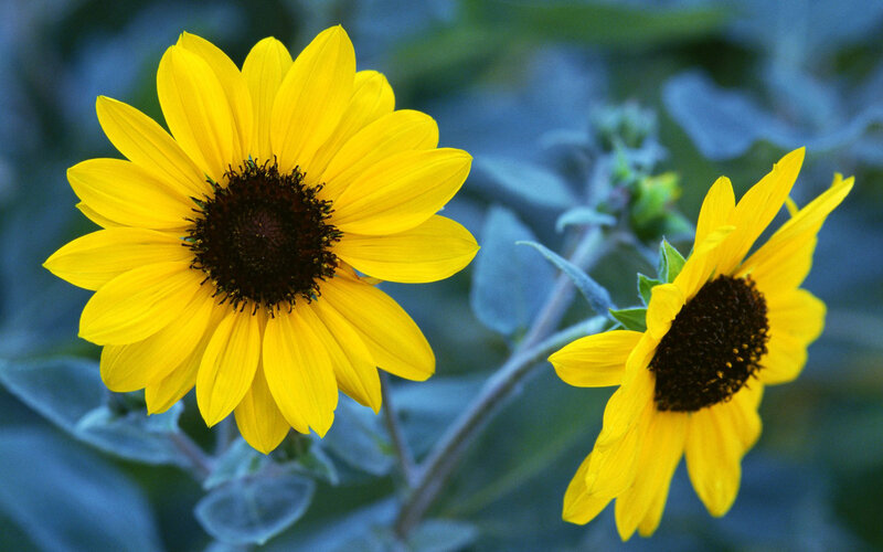 Two Yellow Sunflowers — Calm, Afternoon, Photograph