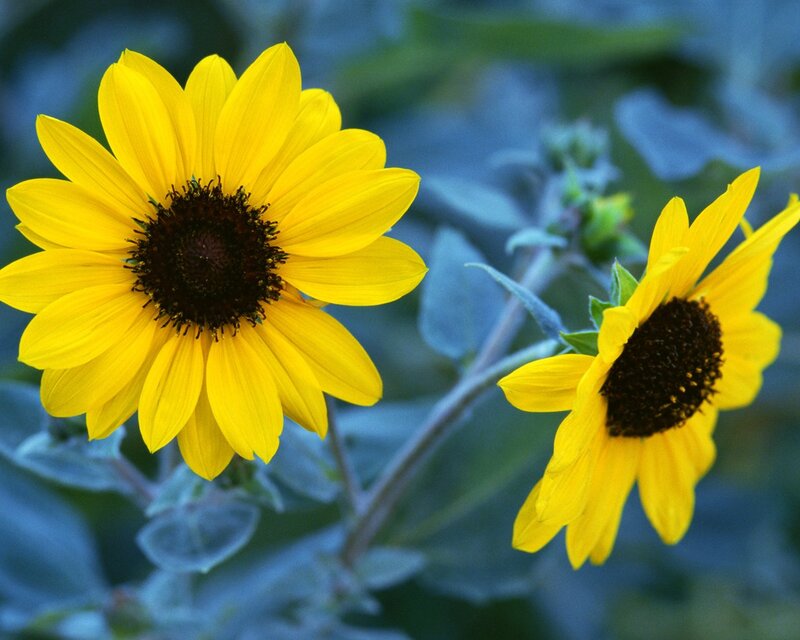 Two Yellow Sunflowers — Calm, Afternoon