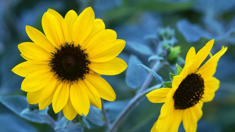 Two Yellow Sunflowers — Calm