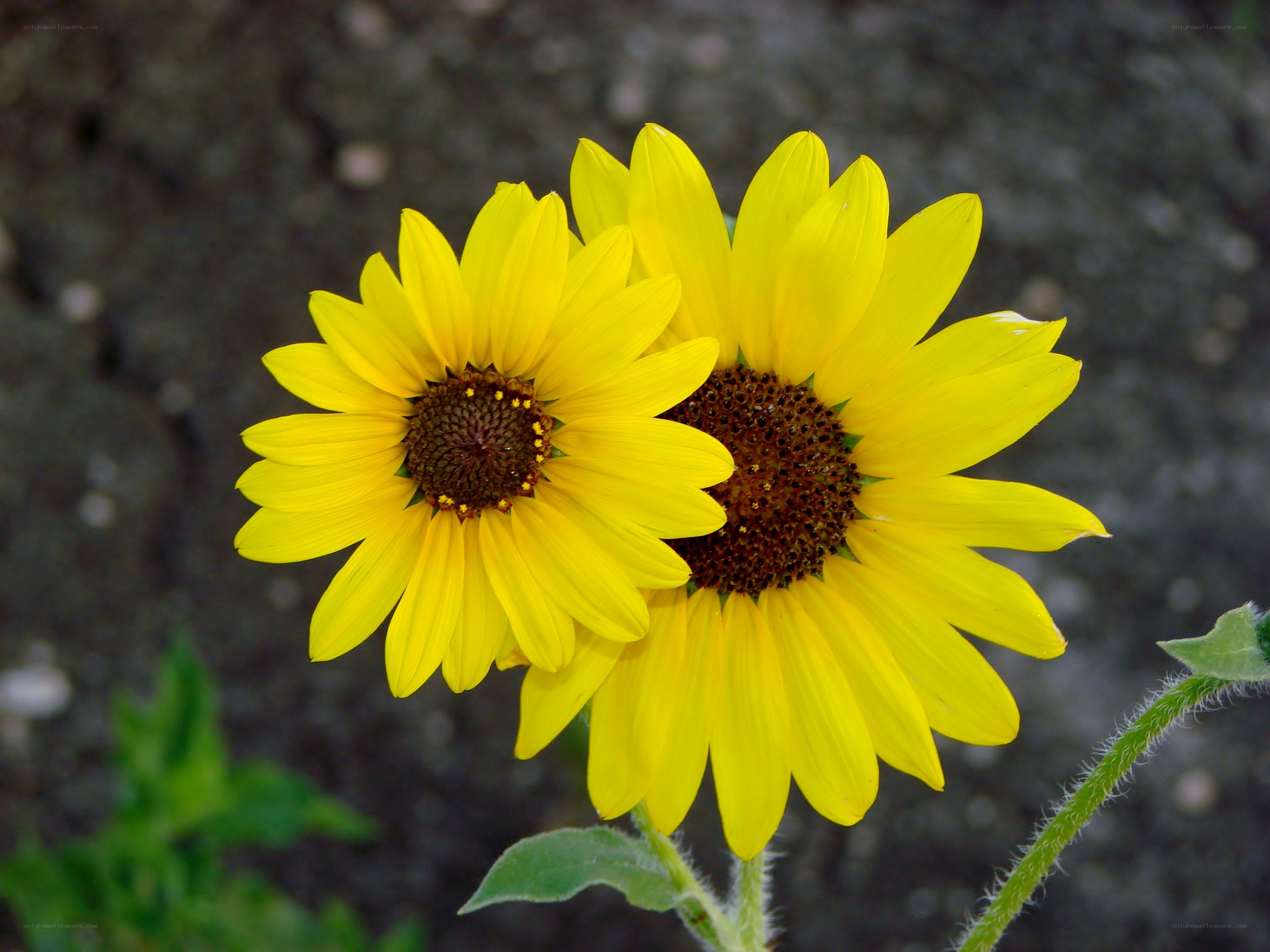 Two yellow sunflowers in bloom