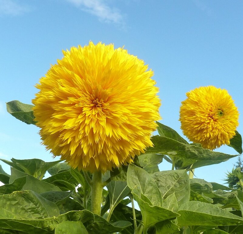 Two Yellow Sunflowers — Serene