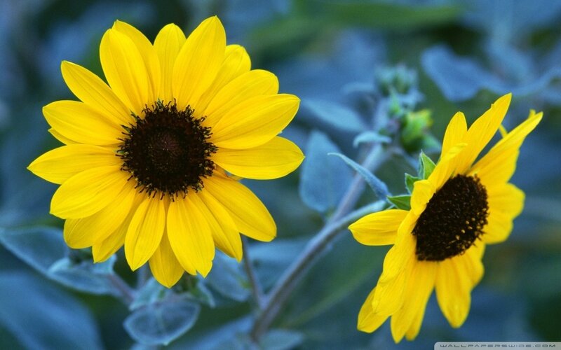 Two Yellow Sunflowers
