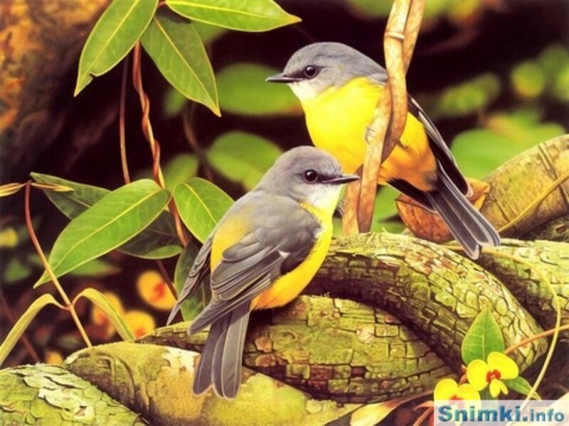 Two yellow-throated birds on a branch