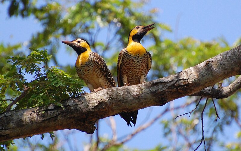 Two Yellow-throated Woodpeckers