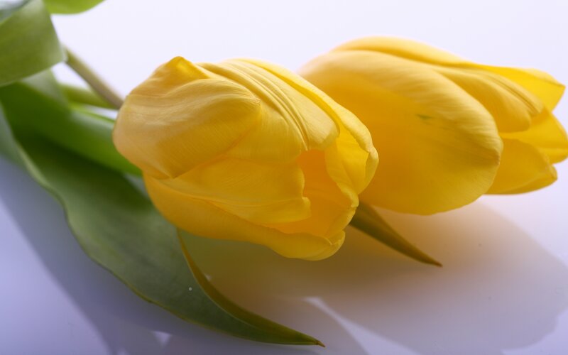 Two Yellow Tulips — Calm, Photograph