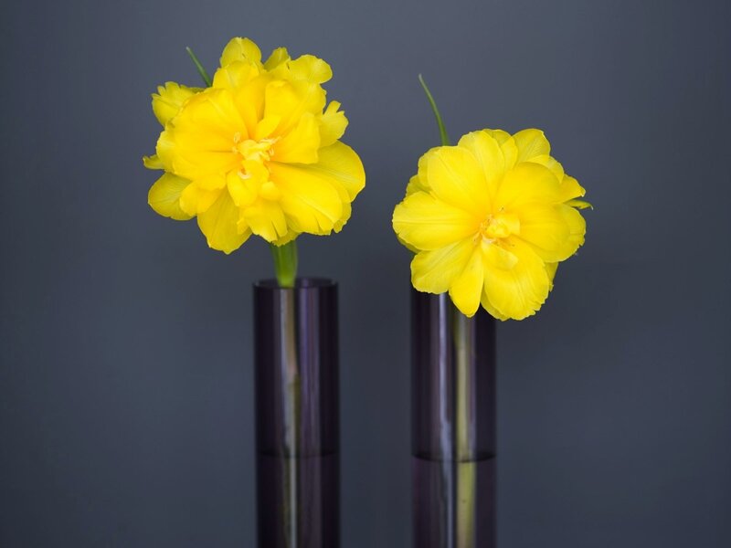Two Yellow Tulips — Calm