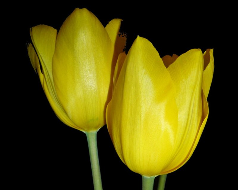 Two Yellow Tulips — Dramatic, Photograph, Stems