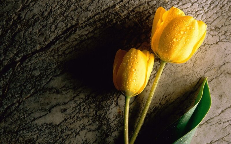 Two Yellow Tulips — Dramatic, Photograph