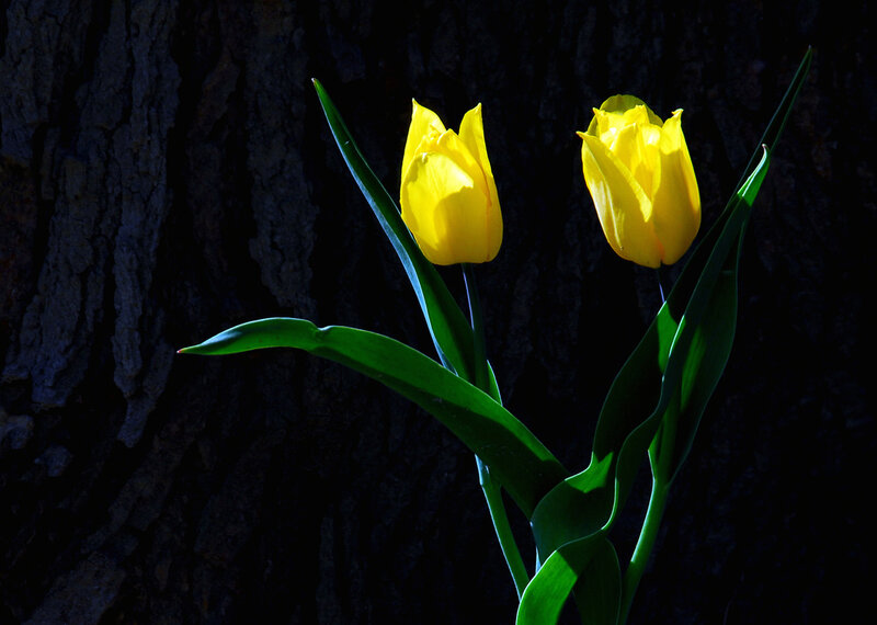Two Yellow Tulips — Dramatic