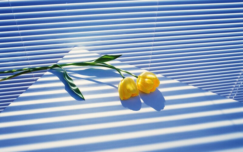 Two Yellow Tulips — Serene, Morning