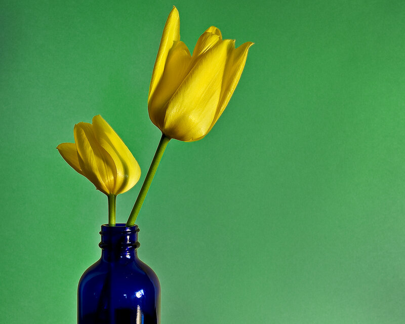 Two Yellow Tulips — Serene, Photograph