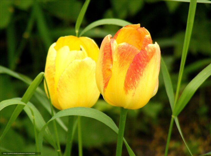 Two Yellow Tulips — Serene, Spring