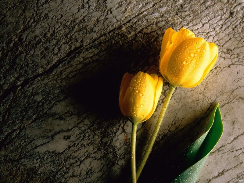 Two Yellow Tulips — Serene