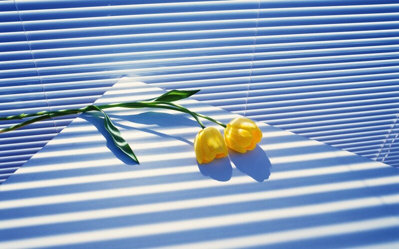 Two Yellow Tulips