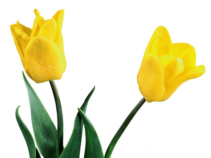 Two yellow tulips with dew